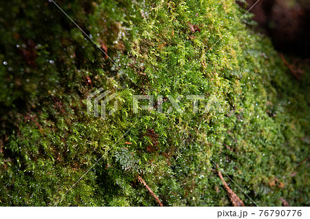 屋久島　静寂の森 76790776