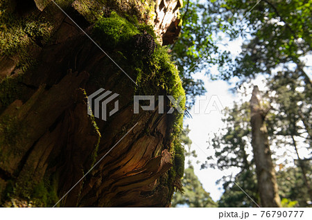 屋久島　静寂の森 76790777