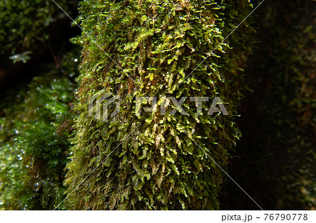 屋久島　静寂の森 76790778