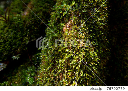 屋久島　静寂の森 76790779