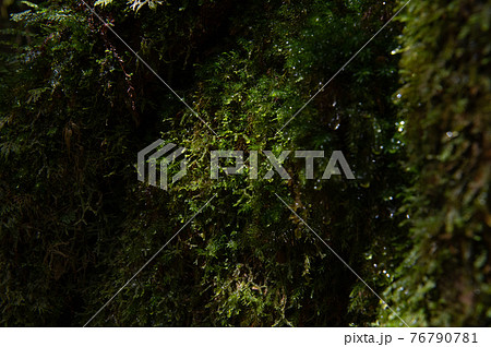 屋久島　静寂の森 76790781