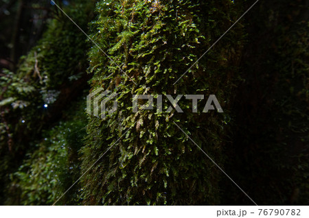 屋久島　静寂の森 76790782