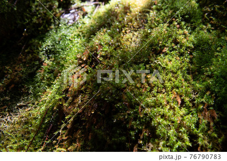 屋久島　静寂の森 76790783