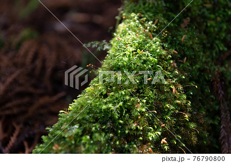 屋久島　静寂の森 76790800