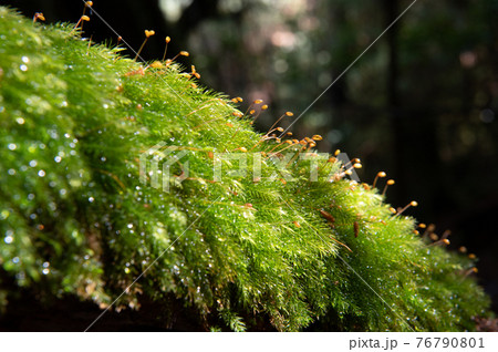 屋久島　静寂の森 76790801