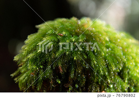 屋久島 静寂の森 屋久島 静寂の森 76790802