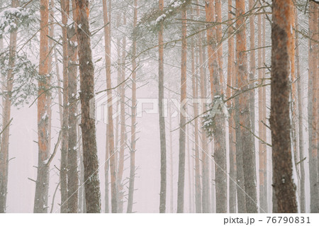 Beautiful Snowy White Forest In Winter Frosty Day. Snowing In Winter Frost Woods. Snowy Weather. Winter Snowy Coniferous Forest. Blizzard in Windy Day. Close Up Trunks Beautiful Snowy White Forest In Winter Frosty Day. Snowing In Winter Frost Woods. Snowy Weather. Winter Snowy Coniferous Forest. Blizzard in Windy Day. Close Up Trunks 76790831