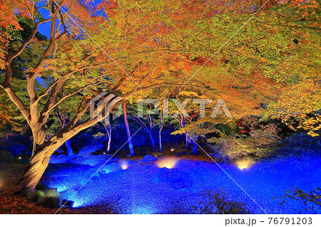 東京都 六義園紅葉ライトアップの写真素材