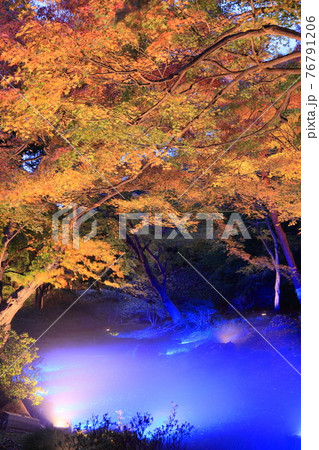 東京都 六義園紅葉ライトアップの写真素材