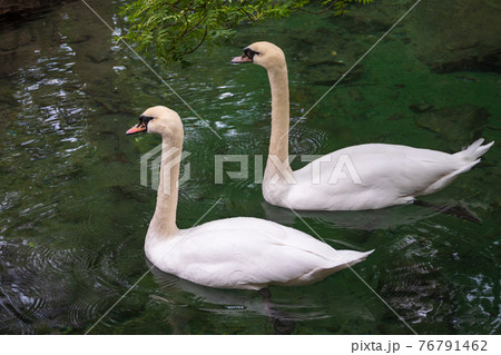Two graceful white swans swim in the dark water. Two graceful white swans swim in the dark water. 76791462