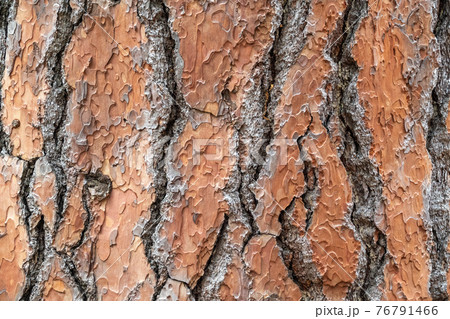 Bark of pine tree. Natural coniferous bark background Bark of pine tree. Natural coniferous bark background 76791466
