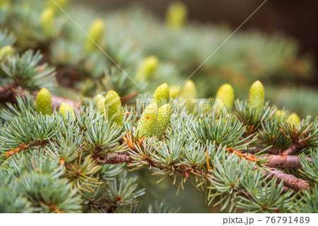 Fir branches with fresh green cones in the sunset light. Background of Christmas tree branches. Fir branches with fresh green cones in the sunset light. Background of Christmas tree branches. 76791489