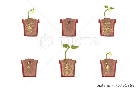 Stages of Plant Growth Set, Growth of Houseplant from Seed, Gardening, Farming, Plants Cultivation Cartoon Vector Illustration 76791865