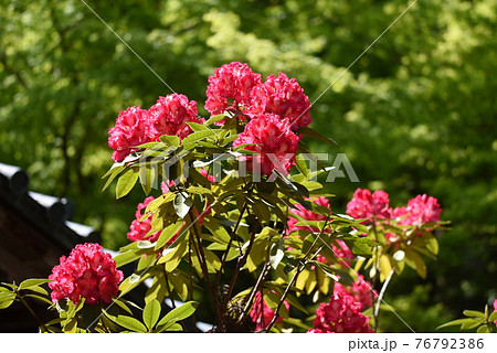 シャクナゲの花 76792386