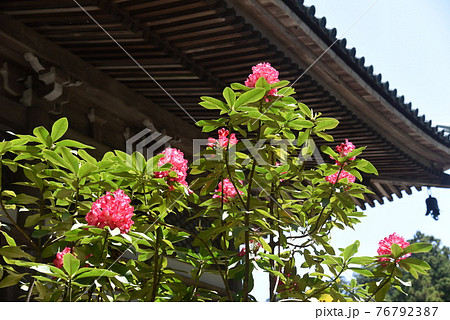 シャクナゲの花 76792387