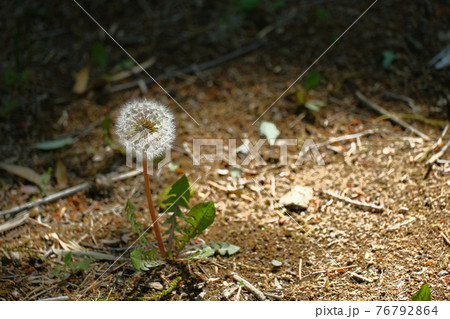 4月中旬 植物 綿毛のタンポポ 日陰のタンポポに日が当たるの写真素材