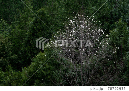 木曽の早春を飾るタムシバの白い花 木曽の早春を飾るタムシバの白い花 76792935