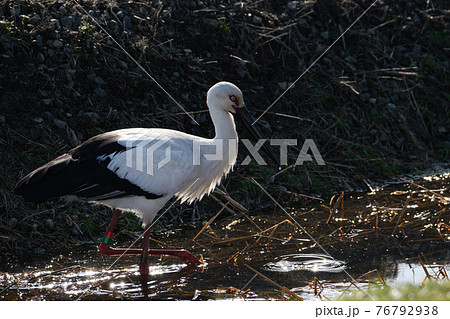 水路でゆっくり餌を探すコウノトリ 76792938