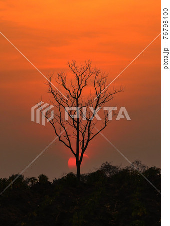 Sunset and twilight sky at the back of a tree. Sunset and twilight sky at the back of a tree. 76793400