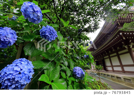 神奈川県 雨の北鎌倉 円覚寺 あじさいと仏殿 神奈川県 雨の北鎌倉 円覚寺 あじさいと仏殿 76793845