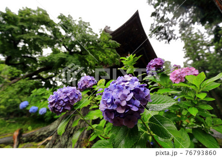 神奈川県 雨の北鎌倉 円覚寺 仏殿とあじさい 神奈川県 雨の北鎌倉 円覚寺 仏殿とあじさい 76793860