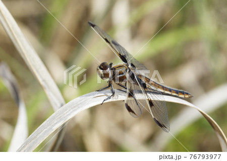 ベッコウトンボ ベッコウトンボ 76793977
