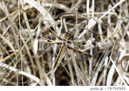 ベッコウトンボ 76793983