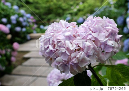 紫陽花 紫陽花 76794266