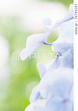 紫陽花 紫陽花 76794267