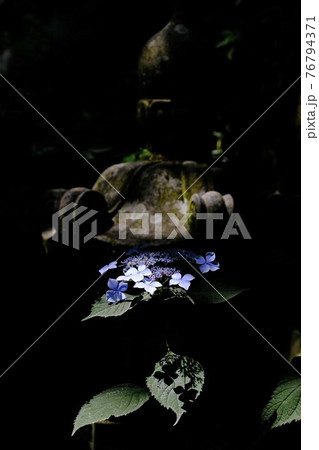 紫陽花 76794371