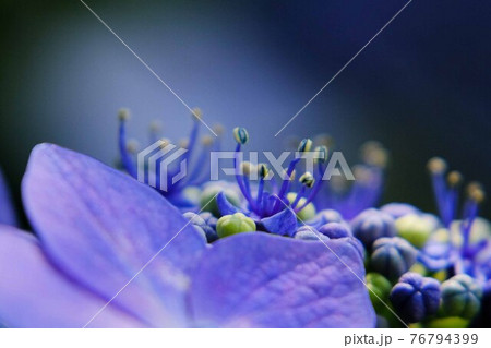 紫陽花 76794399