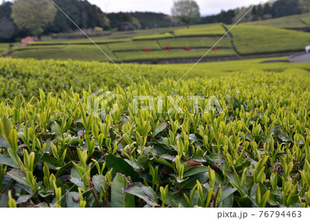 新芽鮮やかなお茶畑 新芽鮮やかなお茶畑 76794463