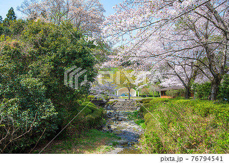 里山の春　雀川ダム湖公園 76794541