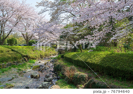 里山の春　雀川ダム湖公園 76794640