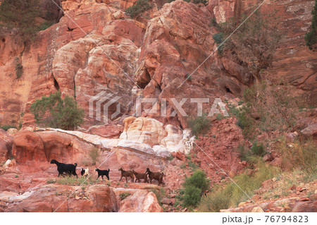 ペトラ遺跡 ペトラ遺跡 76794823