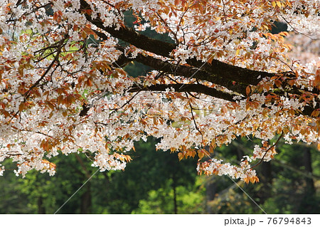 満開の山桜 76794843