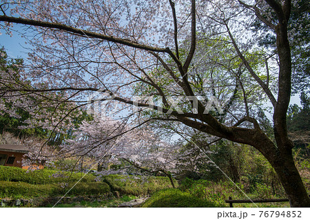 里山の春 満開の桜 雀川ダム湖公園 里山の春 満開の桜 雀川ダム湖公園 76794852