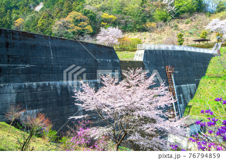 里山の春　雀川ダム湖公園 76794859