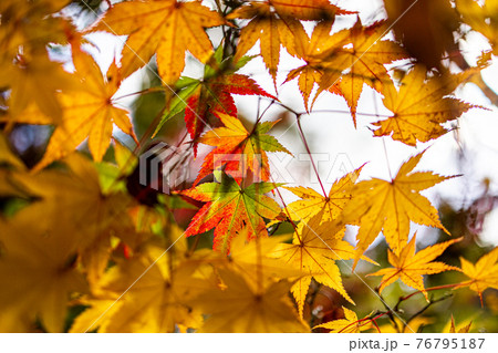 紅葉　秋空　黄色　公園 76795187