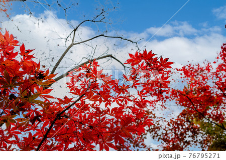 紅葉　秋空　黄色　公園 76795271