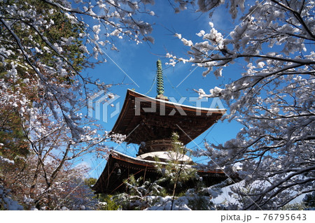 常寂光寺　京都の風景 76795643