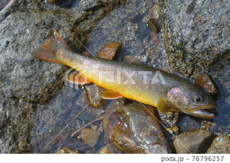黄色味がかった体色、橙色の斑点…これぞまさしくニッコウイワナ 76796257