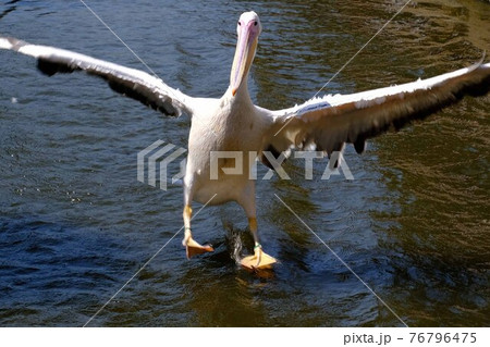 ペリカン 76796475