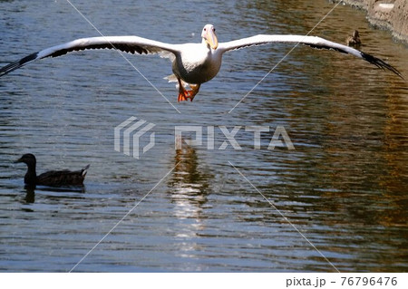 ペリカン 76796476