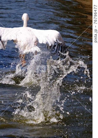 ペリカン 76796477