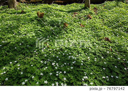 上高地のニリンソウ 76797142