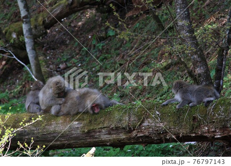 上高地　猿の群れ 76797143