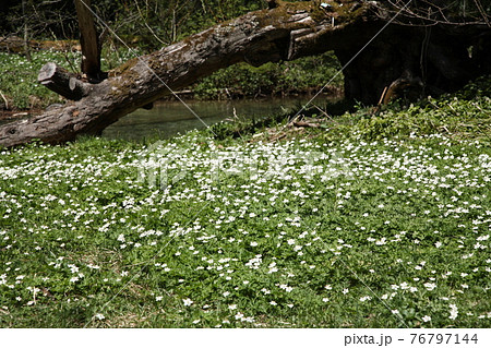 上高地のニリンソウ 上高地のニリンソウ 76797144
