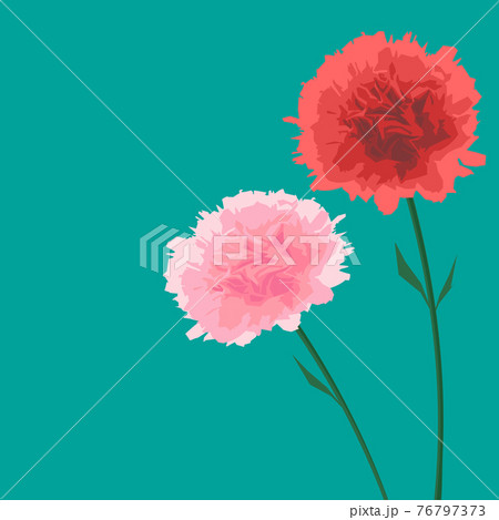 ピンクと赤のカーネーションのベクターイラストのイラスト素材