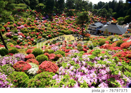 塩船観音のツツジ 76797375